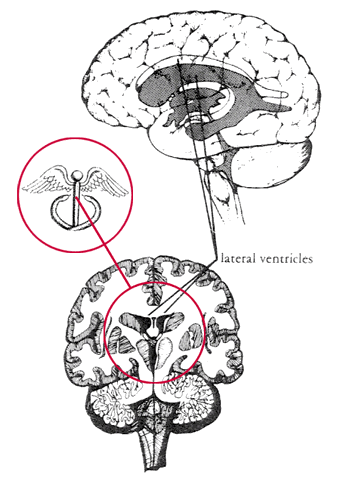 The System of Ventricles in the Brain which form the inner vision of the dove, swan or wings as seen in ancient mystic meditation.